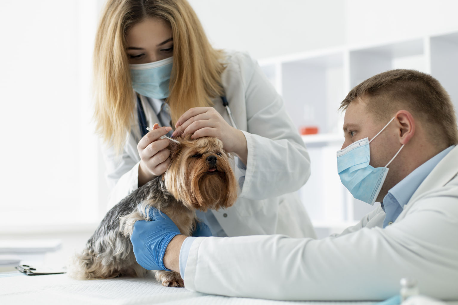 assurance responsabilité civile Vétérinaire